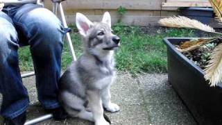 Saarloos Wolfdog Puppy 9 weeks [upl. by Eisteb725]