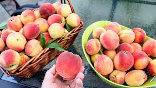 8 MUST Grow Fruit Trees in a BACKYARD ORCHARD [upl. by Amlev]