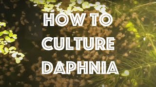 How To Culture Daphnia Magna [upl. by Neda]