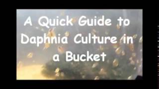 How to culture daphnia outside [upl. by Akire]