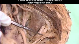 Pelvis amp Perineum 3 or 3 Nerves of Pelvis amp Perineum [upl. by Dnomayd]