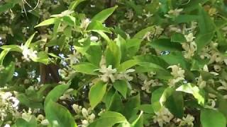 Navel Orange Trees Growing in Containers is Blooming like Crazy [upl. by Hyrup]