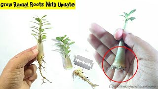 Adenium Root Training From Early Stage  Complete Guide To Grow Radial Roots In Adenium [upl. by Gizela]