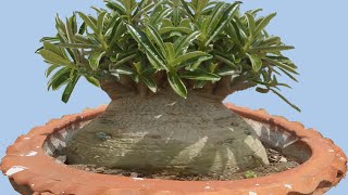 Adenium Training for Tons of Flowers and Giant Caudex [upl. by Mathi209]