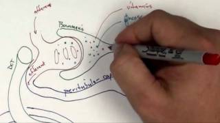 Proximal Convoluted Tubule Part 1 [upl. by Ferrick]