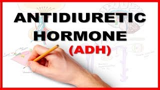 ADH Antidiuretic Hormone  Renal Physiology [upl. by Yrohcaz976]