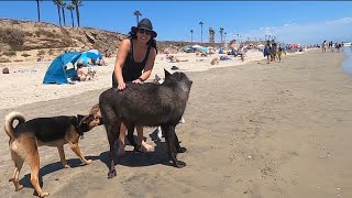 Giant Wolfdog goes to the Dog Beach [upl. by Cedar]