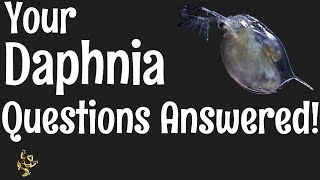 Daphnia Questions Answered [upl. by Church605]