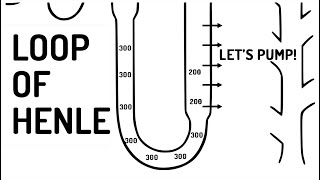 LOOP OF HENLE explained [upl. by Noyrb901]