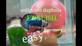 daphnia moina culture Easy way Unlimited production English  with sub Green water Chlorella [upl. by Ynaiffit]