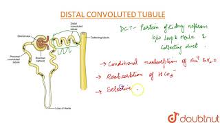 DISTAL CONVOLUTED TUBULE DCT [upl. by Dnalyaw756]