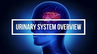 Urinary System Overview [upl. by Edelsten]