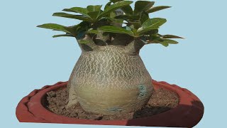 Adenium Bonsai Secrets of Massive CaudexThick Canopy and More Flowers [upl. by Cale]