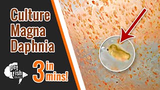 How to culture DAPHNIA MAGNA  The easy way [upl. by Iretak883]