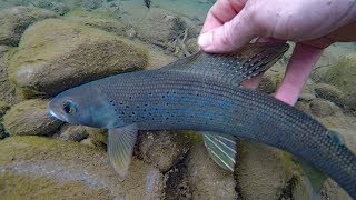 How to catch grayling  Fishing for arctic grayling  fly fishing and spinning [upl. by Rustice17]