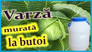 Varză murată la butoi Rețetă simpla doar trei ingrediente Varza în saramură [upl. by Starks860]