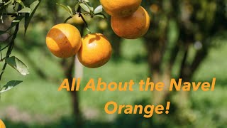 All About the Navel Orange  The FruitGuys [upl. by Enoj711]