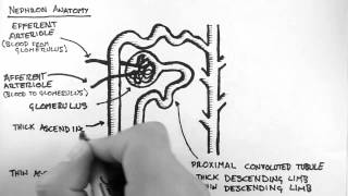 Renal Anatomy 2  Nephron [upl. by Lemon]