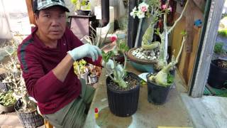 How to  Grafting Adenium Desert Rose Technique Part 1 [upl. by Gerardo]