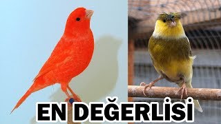 EN DEĞERLİ 10 KANARYA IRKI [upl. by Asseneg]