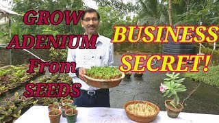 How to Grow Adenium from Seeds  The Business Secret Revealed [upl. by Dorran]