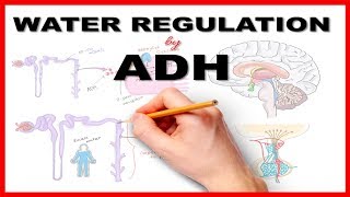 Water Regulation by Antidiuretic Hormone ADH [upl. by Edgard224]