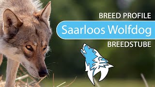 ► Saarloos Wolfdog Breed 2020 Temperament amp Training [upl. by Ailem615]