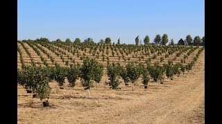 How to Plant a Hazelnut Orchard [upl. by Cullen]