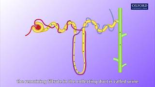 Animation E1 11 Ultrafiltration and reabsorption [upl. by Fairfax]