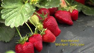 7b Strawberry Varieties English [upl. by Vevine]