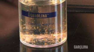 How to Care for Daphnia [upl. by Notnad]