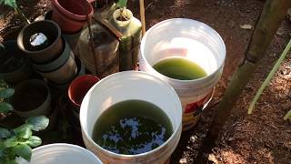 How to grow Green Water Algae [upl. by Akehsyt]