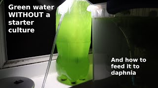 Green Water WITHOUT a Starter Culture  From Scratch  How To [upl. by Summers]