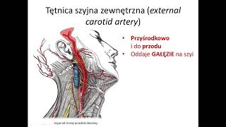 Tętnica szyjna zewnętrzna cz I wstęp [upl. by Obocaj]