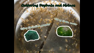 How To Culture Daphnia and Moinas using Green Water Spirulina powder [upl. by Atinuj]