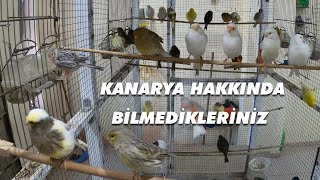 KANARYA HAKKINDA BİLGİ ÜRETİCİ ABİMİZDEN [upl. by Grae261]