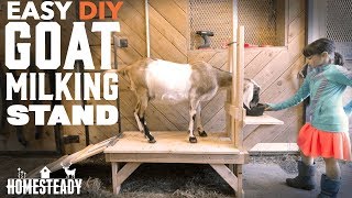 How To Build a Goat Milking Stand EASY DIY [upl. by Deeraf]