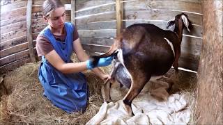 Goat Care Pt 3 Labor amp Kidding [upl. by Solnit5]