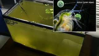 Raising Daphnia for the Freshwater Aquarium [upl. by Clarence]