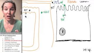 Reabsorption 2 Proximal convoluted tubule [upl. by Polloch]