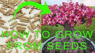 How to grow Desert Rose from seeds  Desert Rose Adenium Germination  Desert Rose Propagation [upl. by Dumas]