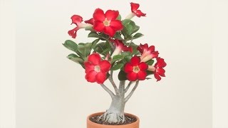 Desert Rose Plant How to Grow Desert Rose and Adeniums [upl. by Fernandez]