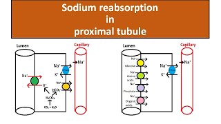 Sodium reabsorption in proximal tubule [upl. by Fernandez904]