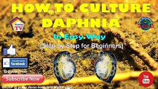 HOW TO CULTURE DAPHNIA In Easy Way [upl. by Setsero]