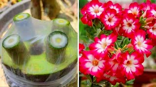 Very Easy Method To Graft Desert Rose  How To Graft Adenium Plant Easily [upl. by Eimmas]