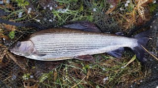 Big River Winter Grayling Fishing Scotland [upl. by Okomom]