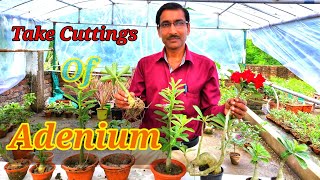 Grow Adenium from Cuttings for fast growing and quick flowering [upl. by Jacques]